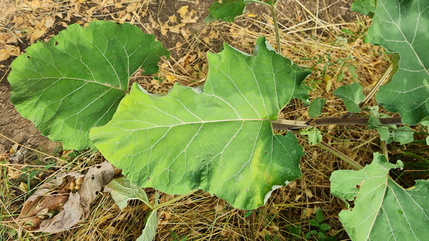 pokhalos bojtorjan 03