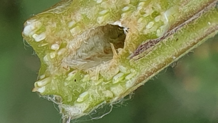 pokhalos bojtorjan 04