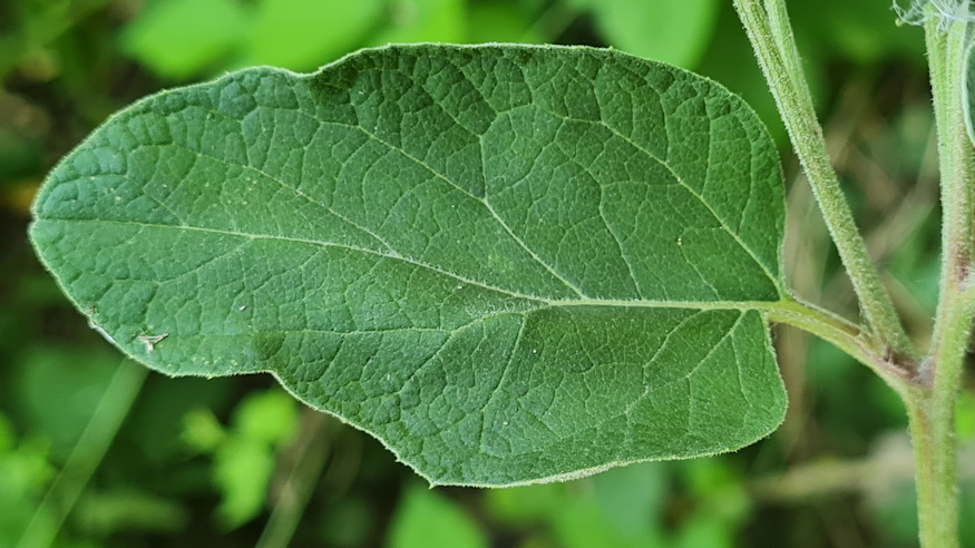 pokhalos bojtorjan 05