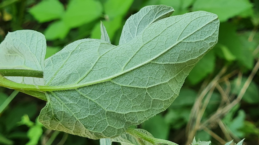 pokhalos bojtorjan 06