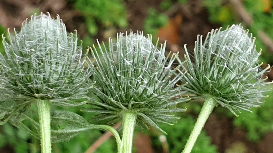 pokhalos bojtorjan 07