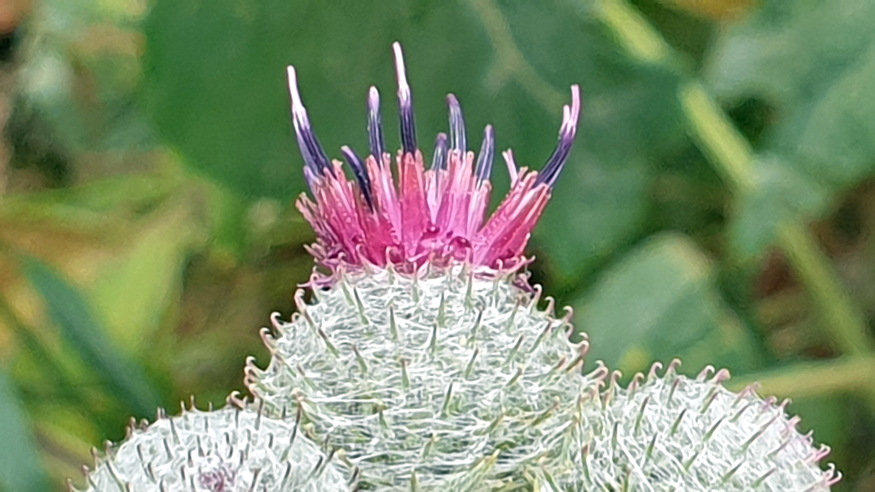 pokhalos bojtorjan 08