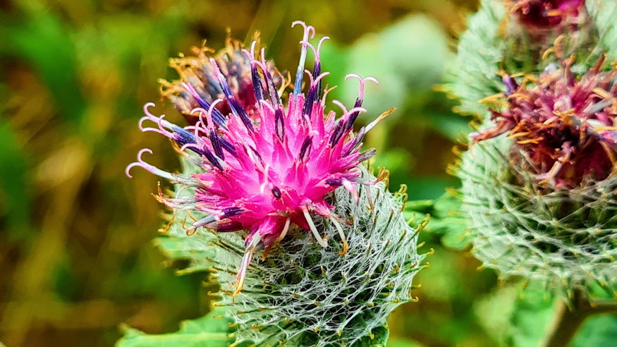 pokhalos bojtorjan 10