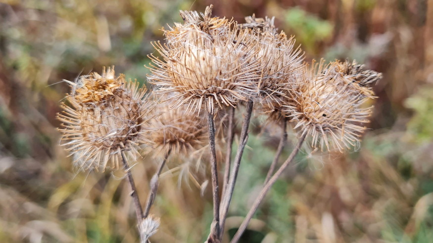 pokhalos bojtorjan 11