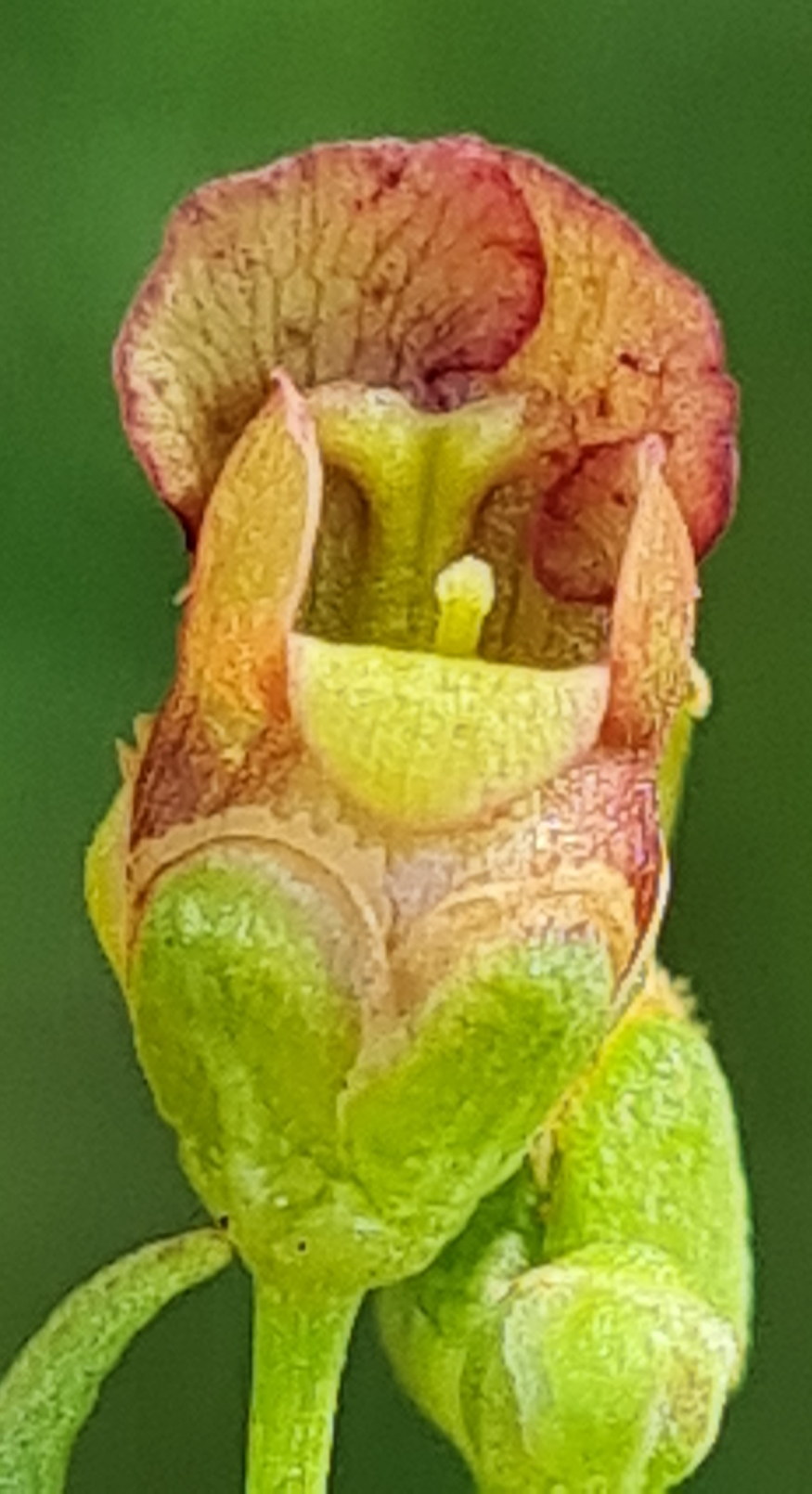 szarnyas gorvelyfu 11