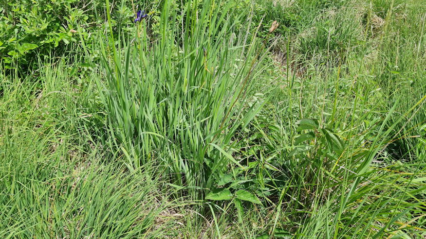 sziberiai noszirom legszebb 02