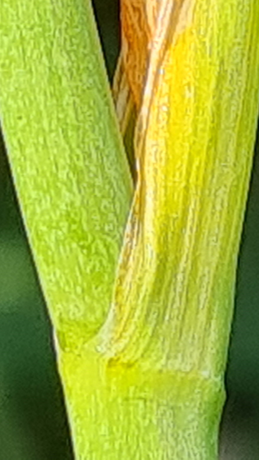 sziberiai noszirom legszebb 03