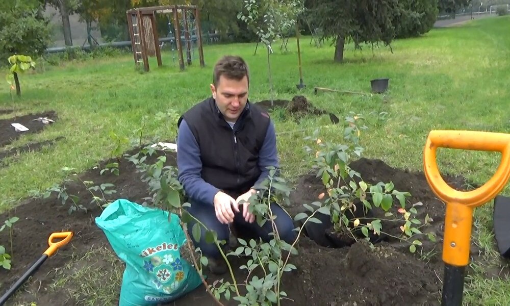 Videó: az áfonya ültetése, de csakis savanyú talajba!