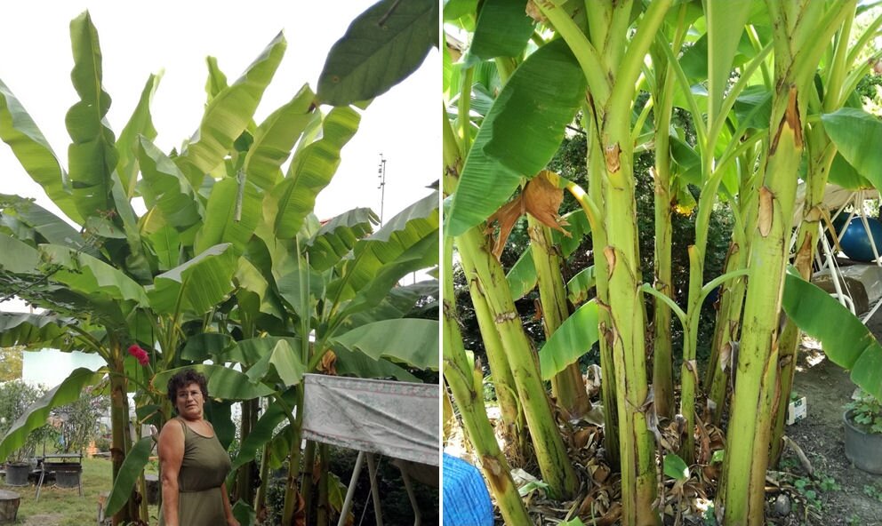 Üdvözletét küldi a banánfa – ezúttal Gyuláról