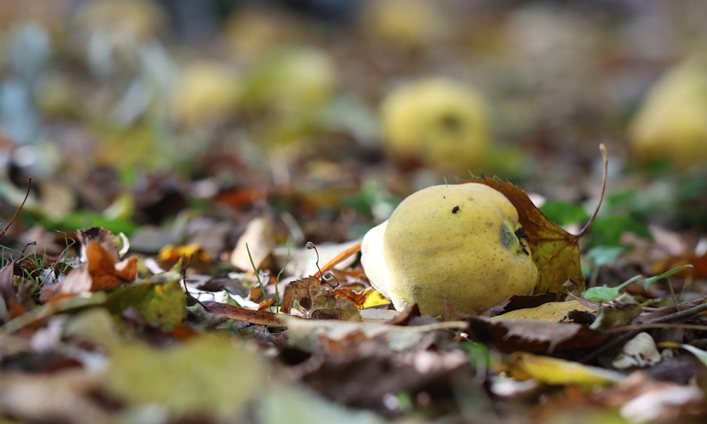 Birsalma: az elfeledett kincs a kertedben – érdekességek, amiket nem mindenki ismer