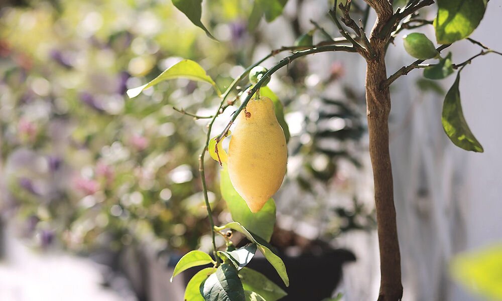 A citromfa metszése: tudod, mikor van itt az ideje?
