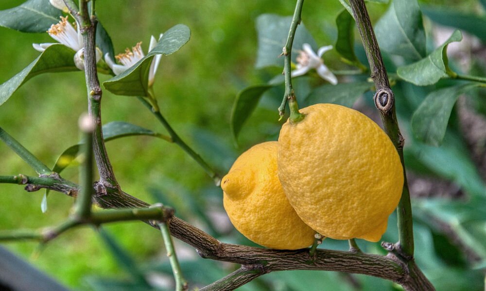 Mire utal, ha a citromfán mézga jelenik meg?