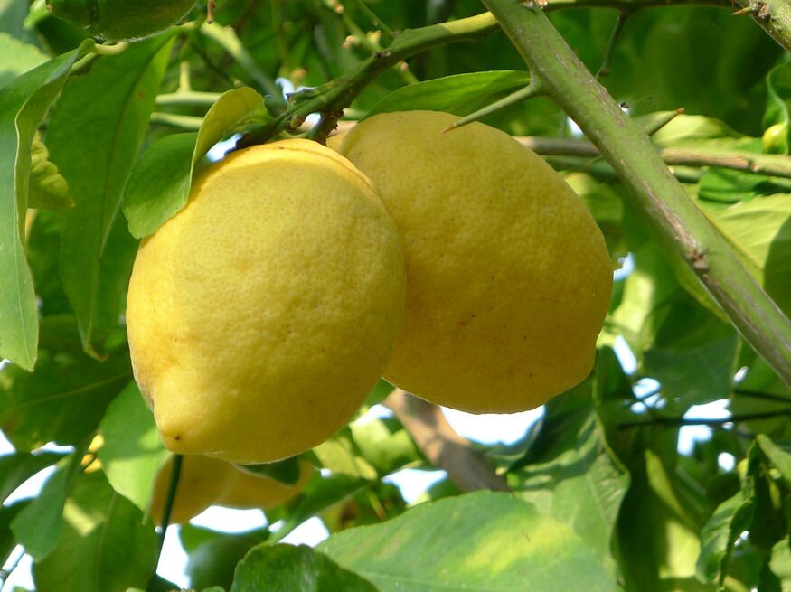 Miért tövisesek a citrusfélék?
