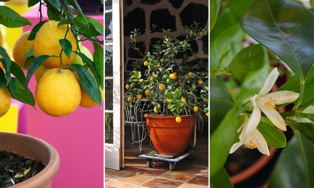 14 dolog, amit nem tudtál a dézsás citrusfélékről
