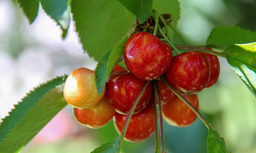 Mit tegyek, hogy egészséges gyümölcsöt teremjen a cseresznyefám?