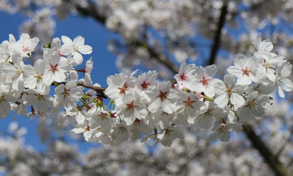 A cseresznyefa metszése: mikor és hogyan vágjunk bele?