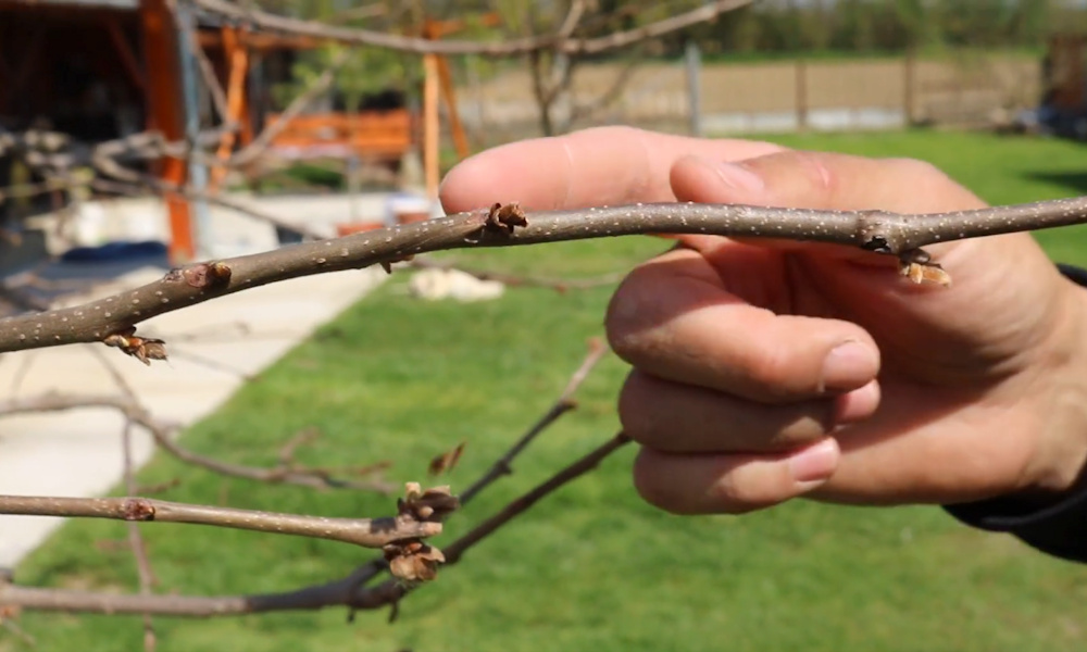 Videón a datolyaszilvát ért tavaszi fagykár: ilyen sokat számít a fának a házfal védelme!