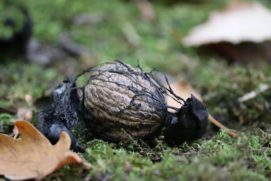 diobol peneszbomba 06