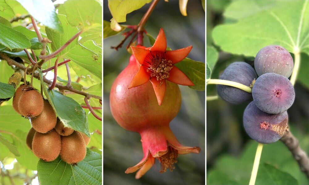 Ha valami másra vágysz: 7 egzotikus gyümölcs a hazai kertekbe