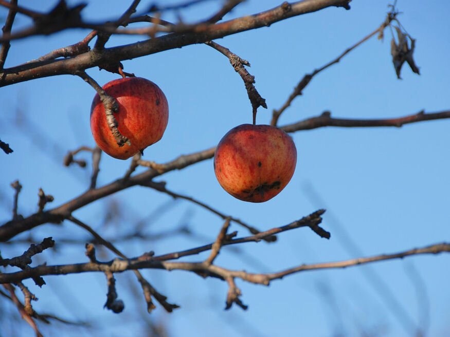 A gyümölcsfák tél végi lemosása – melyek a fő lépések?