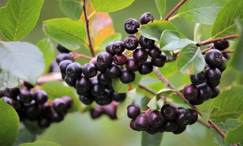 Fekete törpeberkenye: savanyú, de értékes gyümölcsök