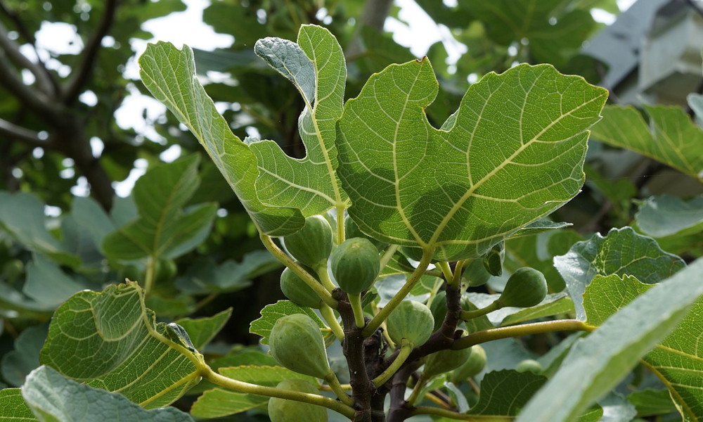 Kell-e locsolni a fügebokrot?