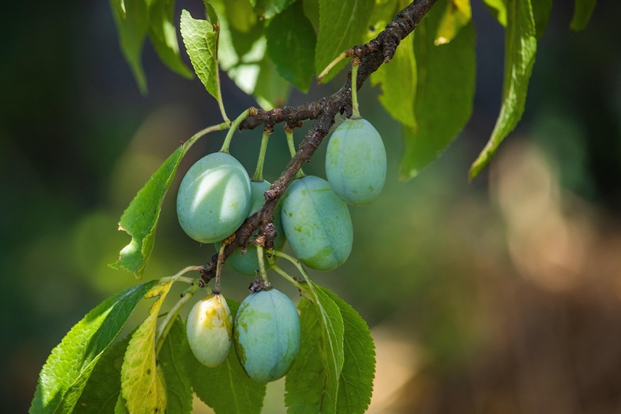 gyumolcshullas veszjelzes 02