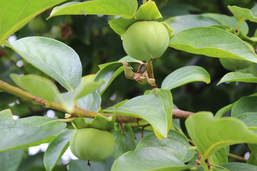 gyumolcshullas veszjelzes 05