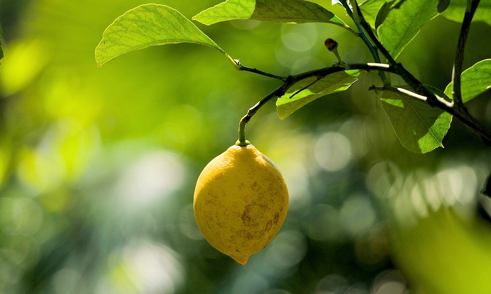 Hogyan teleltessük a citrusokat? Praktikus tanácsok a tél sikeres átvészeléséhez