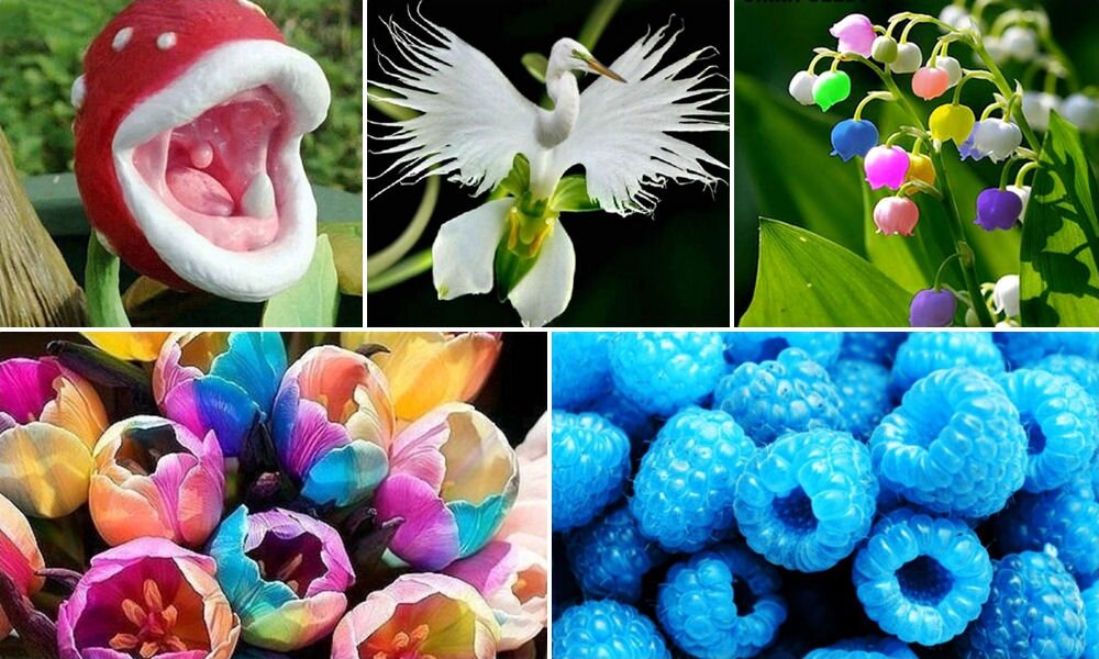 Kék málna, szivárványszínű tulipán, rózsaszín paradicsom és egyéb növények, amelyek NEM léteznek