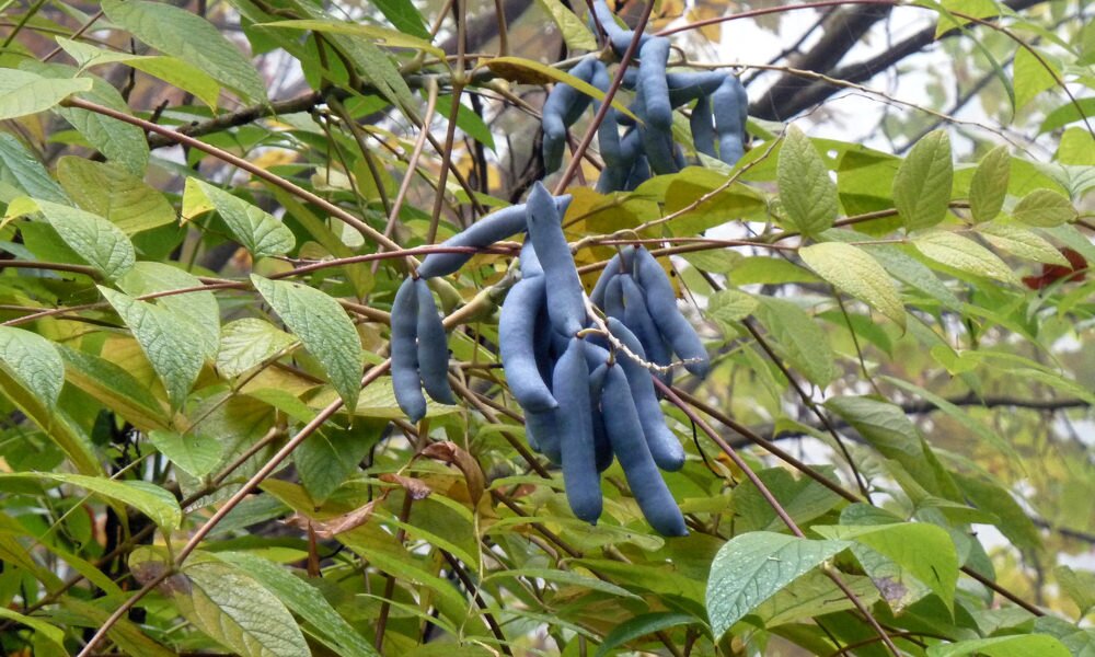 Különleges színű, ehető termésekkel díszít a kék babfa