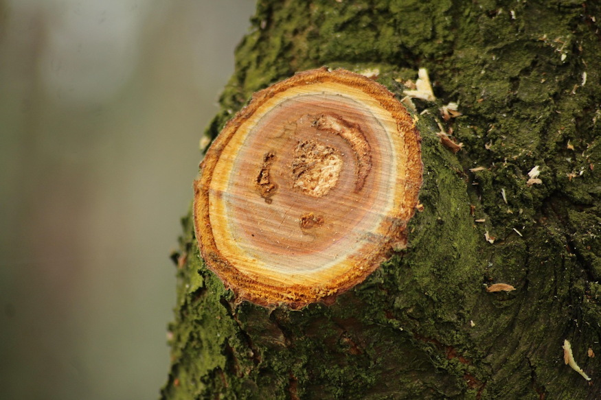 metszes utan mit tehetsz sebekkel 04