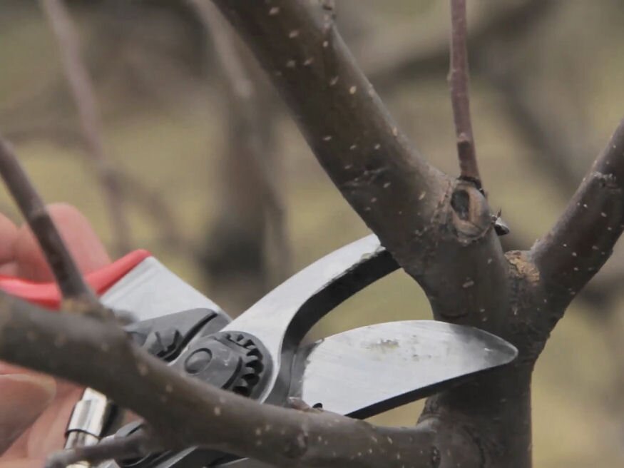 VideóTIPP: Így kell helyesen tartani a metszőollót
