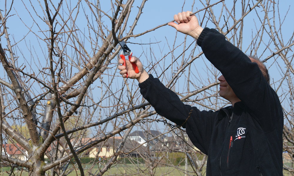 Ne hagyd ki a tél végi metszést! Ezek a trükkök garantálják a bőséges termést