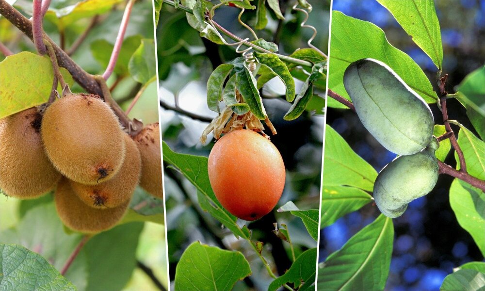 Kivi, füge, maracuja, indián banán: ősszel érő egzotikus gyümölcsök a kertben