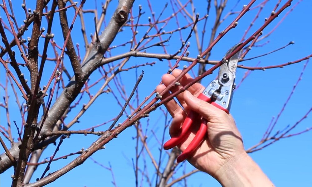 4 útmutató videón: erre figyeljünk az őszibarack tavaszi metszése során!