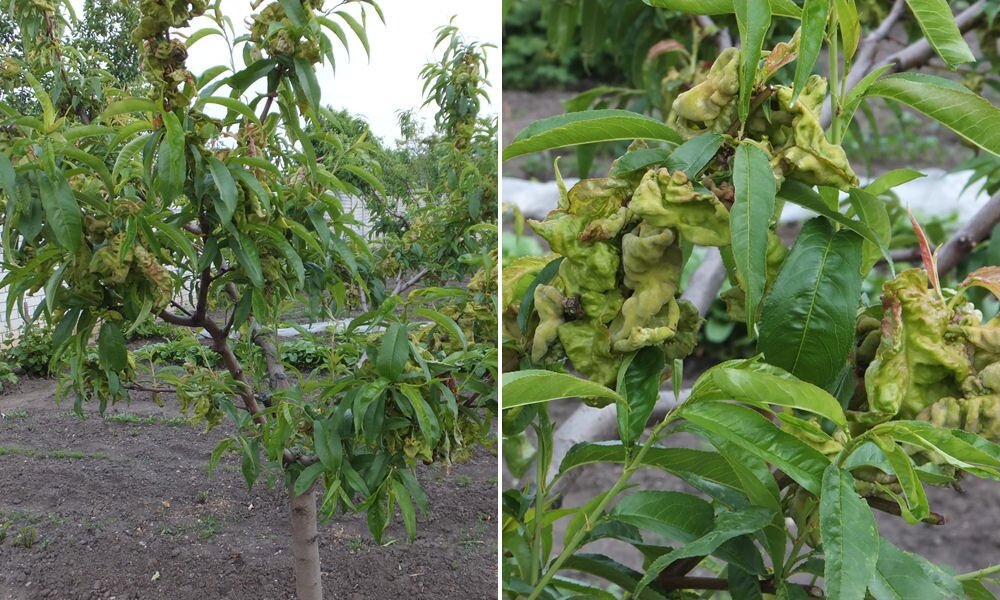 Meglepő fordulat: mitől lett fodros az őszibarackfa levele?
