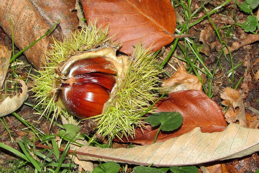 szelidgesztenye bosszuja 04