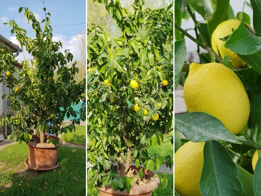 A citromfa, mely rengeteg gyümölccsel hálálja meg megmentőinek a törődést