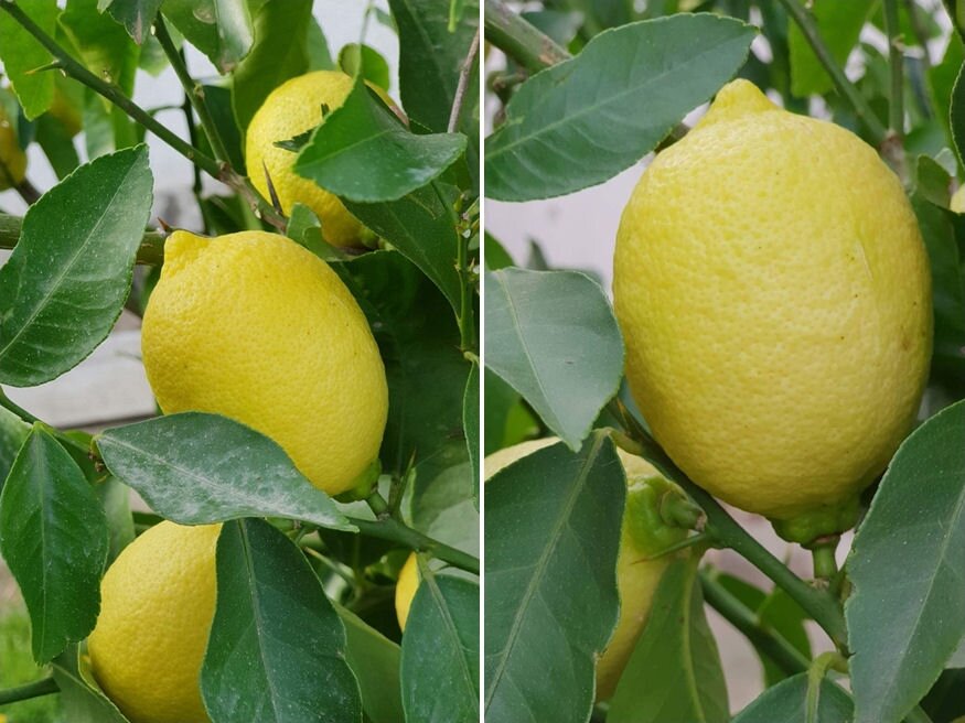 szep kedves citromfa 04