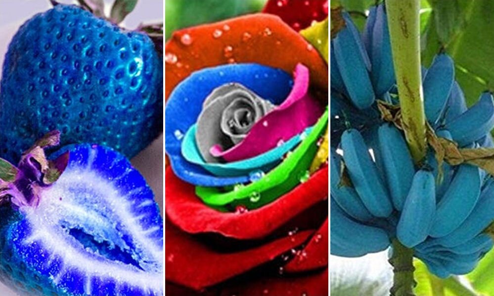 Létezik-e kék szamóca és szivárványszínű rózsa?