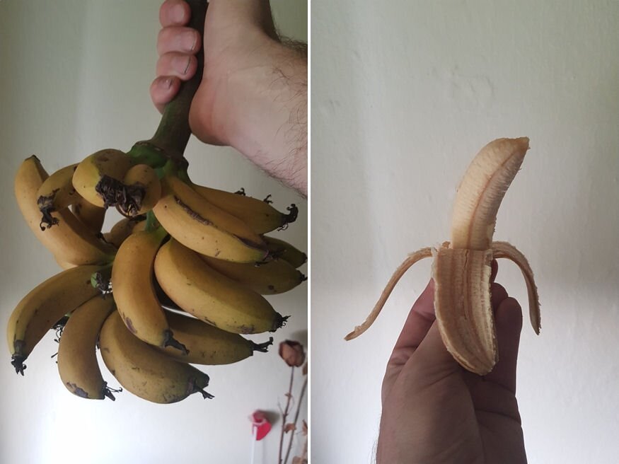 torpe banan eheto termes 05