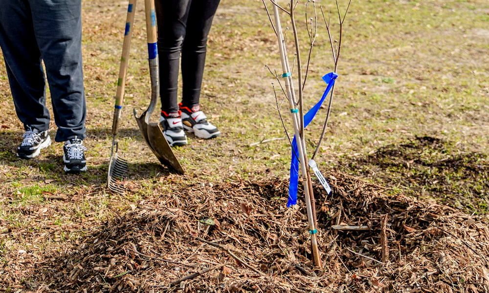Ültetni hidegben? Igen! – A novemberi kert meglepő titkai