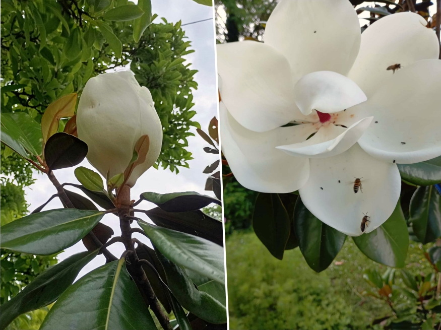 beporzok szeretik orokzold magnolia 02