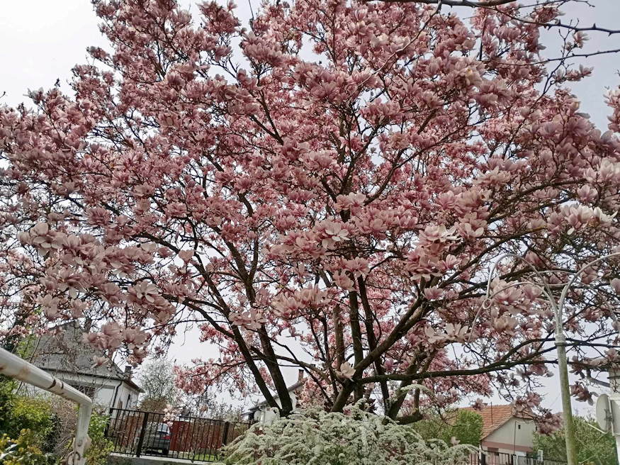 beporzok szeretik orokzold magnolia 05