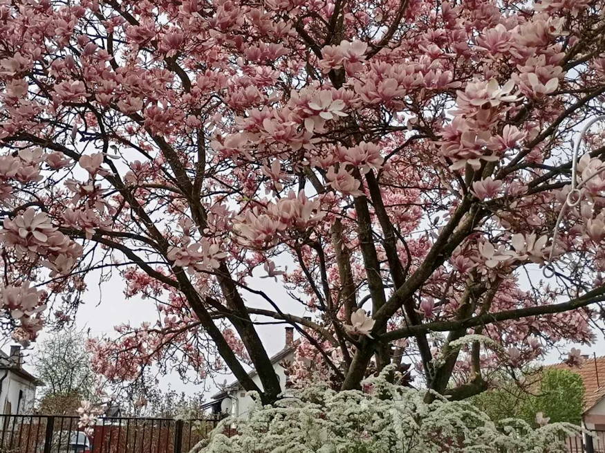 beporzok szeretik orokzold magnolia 06