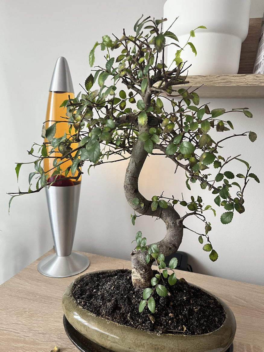 miert sargul a bonsai levele 02