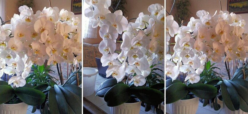 orchidea hazi szer 02