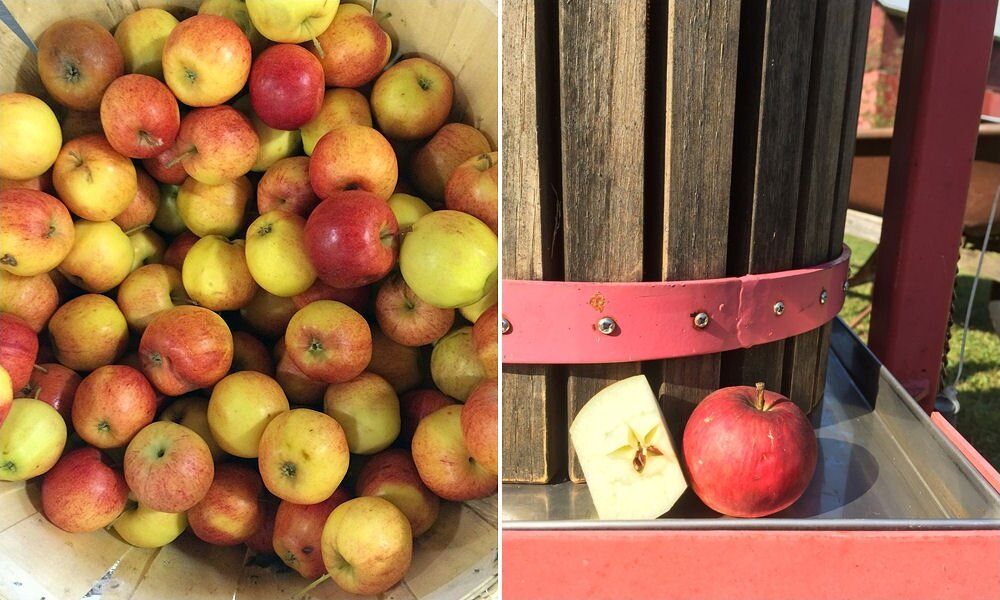 Finom, zamatos, egészséges: így készül a saját almalé!