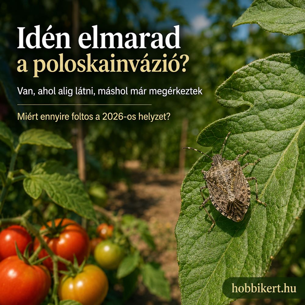 Hol maradtak idén a poloskák?